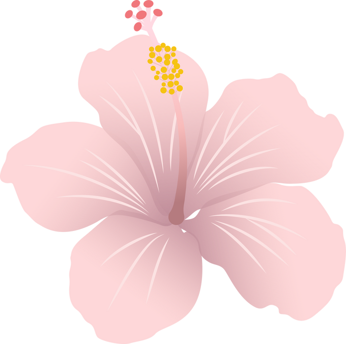 Hibiscus flower illustration