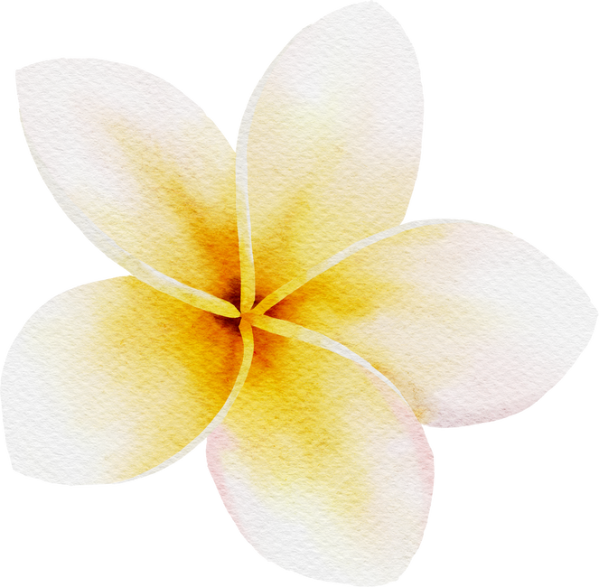 Plumeria watercolor  tropical flowers